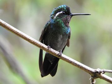 Kolibrie in Costa Rica by Daniëlle van der meule