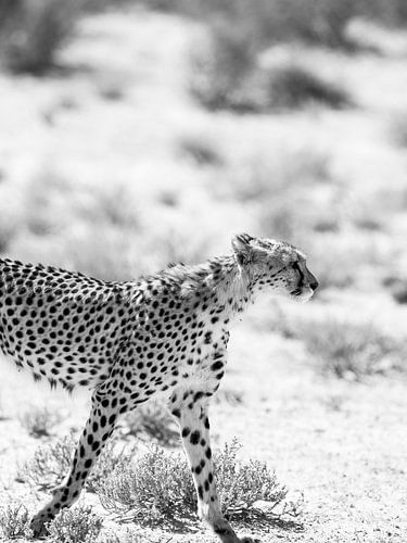 Cheetah's Grace