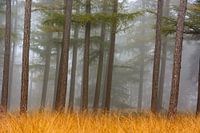 Bos in de mist