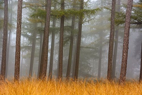 Bos in de mist