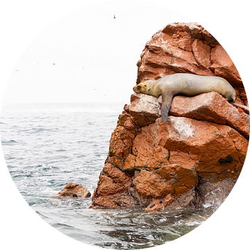 Rustende zeeleeuw op de Ballestas eilanden