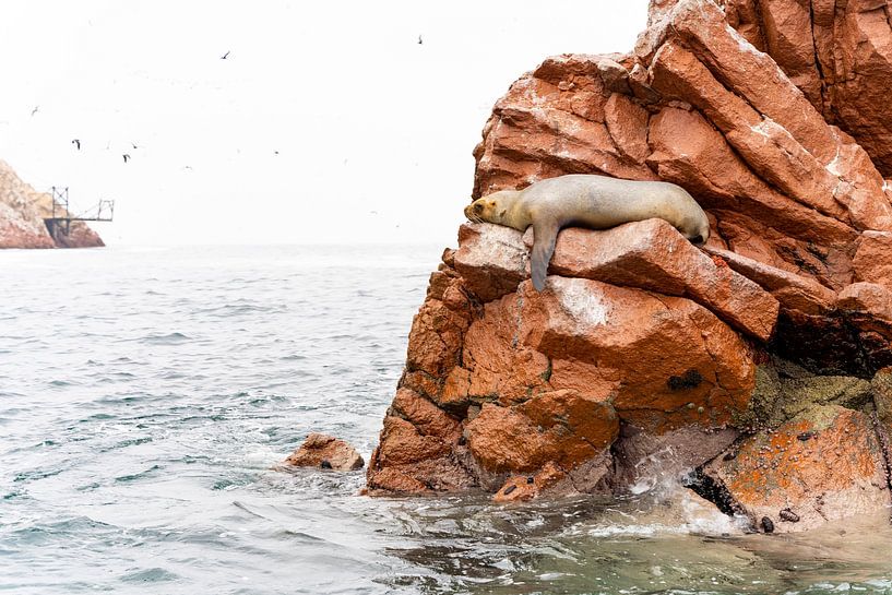 Rustende zeeleeuw op de Ballestas eilanden van Pascal van den Berg