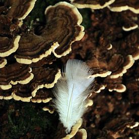 Weiße Feder auf Pilz von Bobsphotography