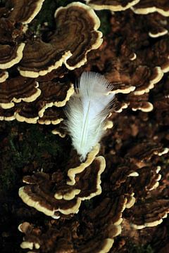 Wit veertje op paddenstoel van Bobsphotography