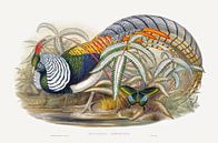 Thaumalea Amherstiae, John Gould and Henry Constantine Richter by Masterful Masters thumbnail
