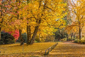 Gelbe Herbstpracht im Neropark van Christian Müringer