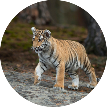 Royal Bengal Tiger *Panthera tigris * van wunderbare Erde