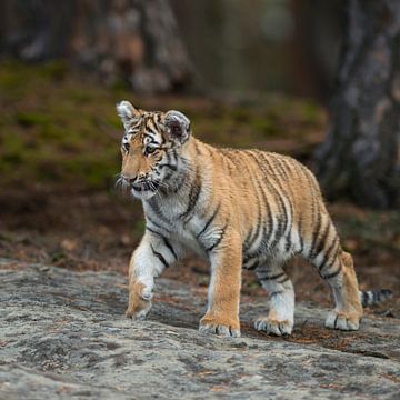 tapsig... Königstiger *Panthera tigris tigris* von wunderbare Erde