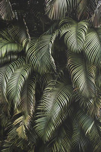 Palmeraie tropicale par Roos Oosterbroek | hand painted prints en fotografie