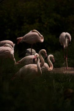 Evening Light by Judith Reinders-Peters