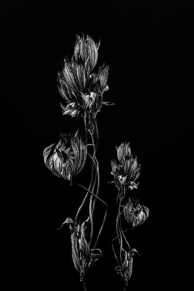 Stilleven opgedroogde bloem kunstwerk in zwart wit van Steven Dijkshoorn