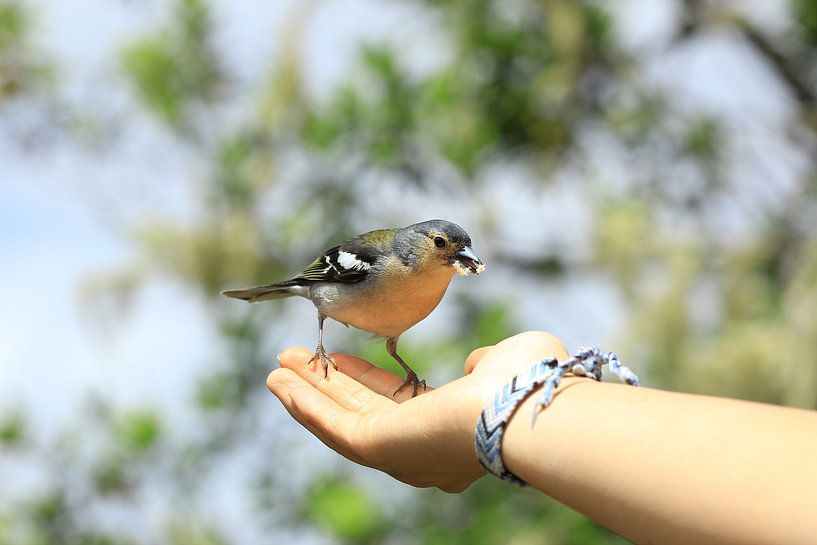 Wild finch by Photo Pim