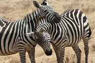 Zebra hugg van Willy Sybesma thumbnail