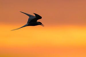 Flying adult Arctic Tern (Sterna paradisaea) by Beschermingswerk voor aan uw muur