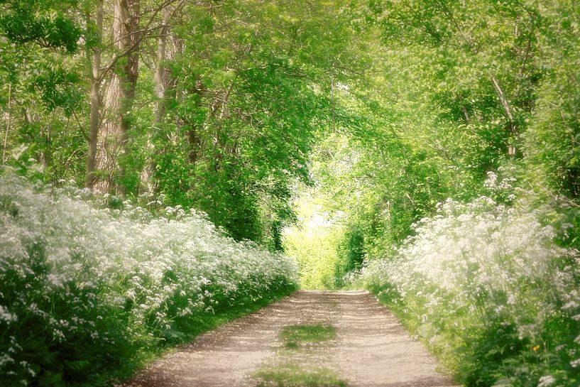 een droomwandeling in het wit..in de Zak van Zuidbeveland by Els Fonteine