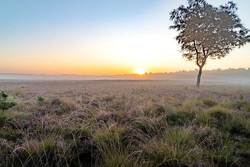 Heideveld bij zonsopgang