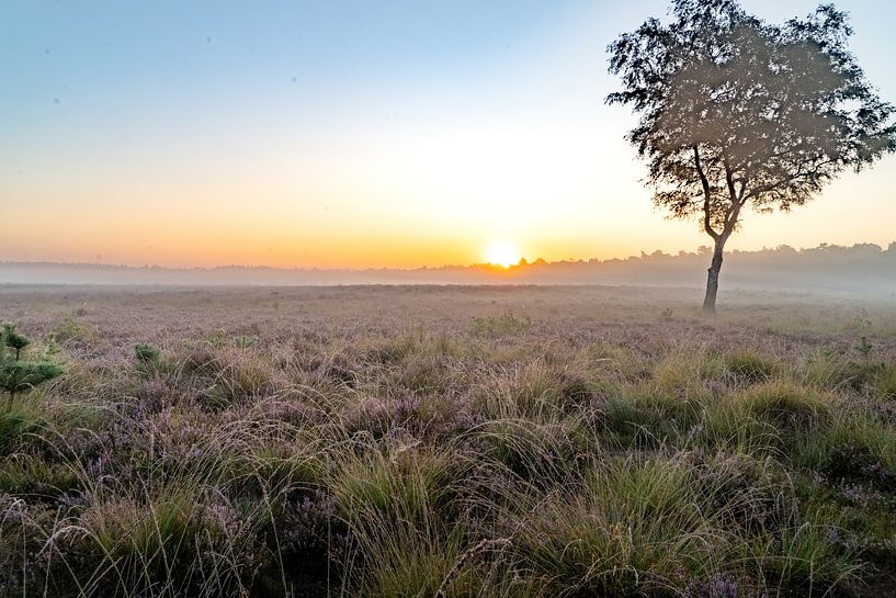 Landes au lever du soleil par Diana Kors