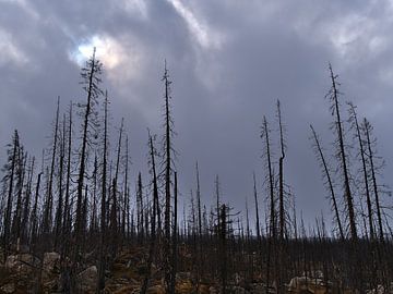 Scorched Land by Timon Schneider