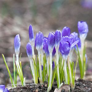 Fleurs de crocus violettes et fraîches