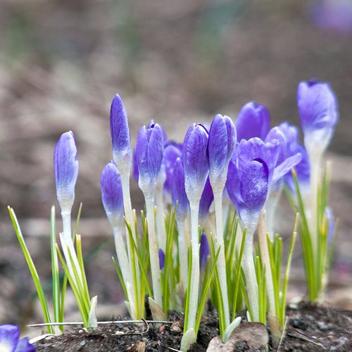 Verse, paarse krokusbloemen