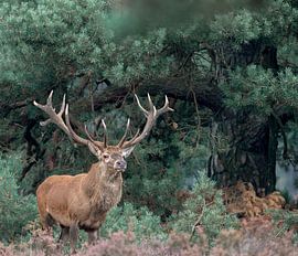 Edelhert Statig von Fotografie Verbeek Barneveld
