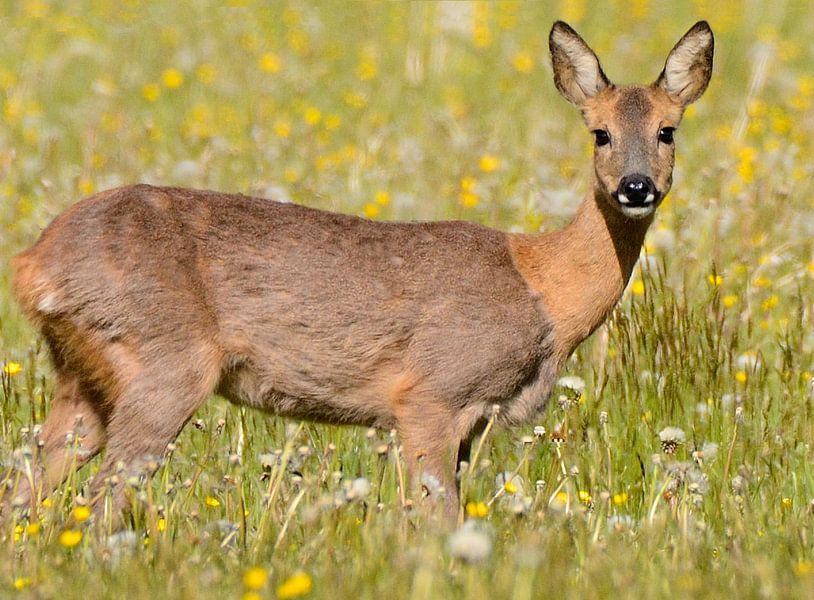 Ree schaut in die Linse. von Petra De Jonge