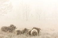 Drentse Heideschapen op de heide in de mist van Bas Meelker thumbnail