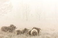 Drentse Heideschapen op de heide in de mist