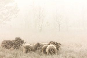 Drenthe Heath Sheep sur la lande dans la brume sur Bas Meelker