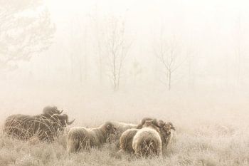 Drentse Heideschapen op de heide in de mist