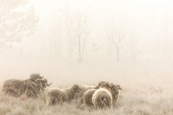Drentse Heideschapen op de heide in de mist van <span class="secondary-font">Bas Meelker</span>