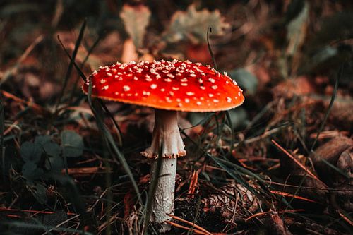 Red with white dots