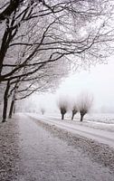 Tree in a row