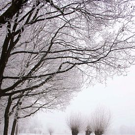 Tree in a row by Pamela Fritschij