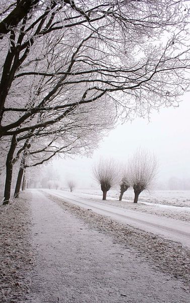 Tree in a row by Pamela Fritschij