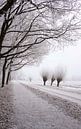 Tree in a row by Pamela Fritschij thumbnail