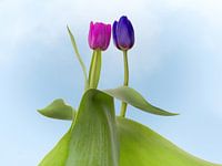 Tulp bruidspaar met lentekriebels