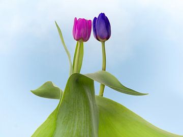 Tulp bruidspaar met lentekriebels van Klaartje Majoor