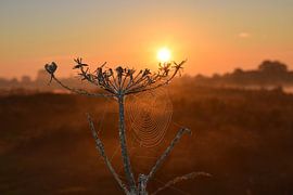 Spider web in morning dew by Ingrid de Vos - Boom
