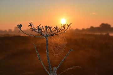 Toile d'araignée dans la rosée du matin sur Ingrid de Vos - Boom