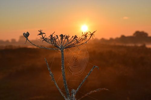 Spinnenweb in ochtenddauw