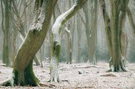 Buchenbäume mit dramatischen Formen in einem nebligen und schneebedeckten Wald von Sjoerd van der Wal Fotografie Miniaturansicht