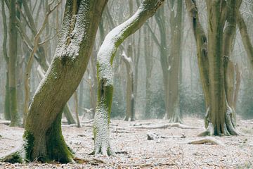 Buchenbäume mit dramatischen Formen in einem nebligen und schneebedeckten Wald von Sjoerd van der Wal