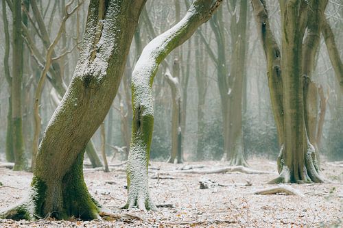 Beech trees with dramatic shapes in a misty and snowy  forest