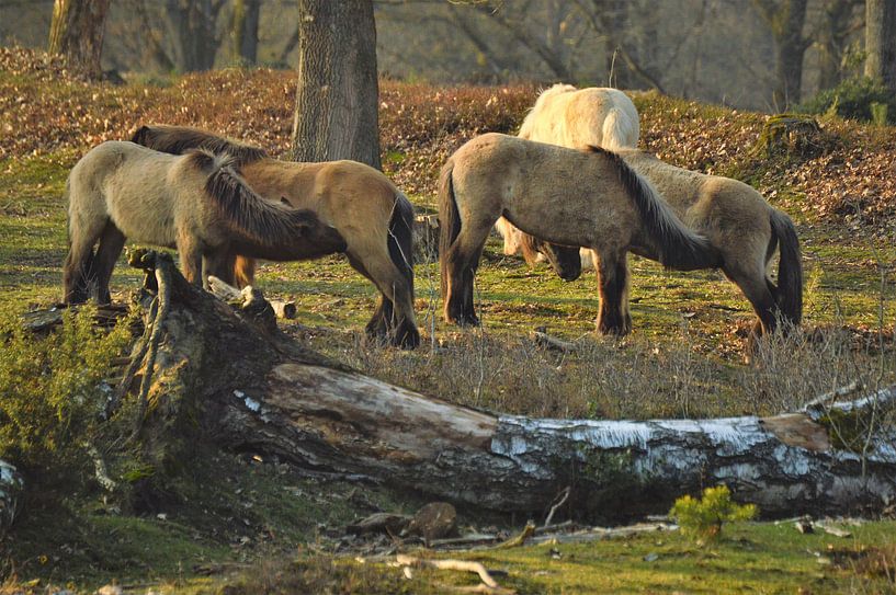 Horses on the Posbank Veluwezoom by Veerle de Koning