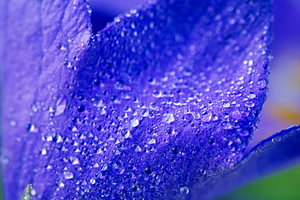 Ballonblume mit Morgentau bedeckt