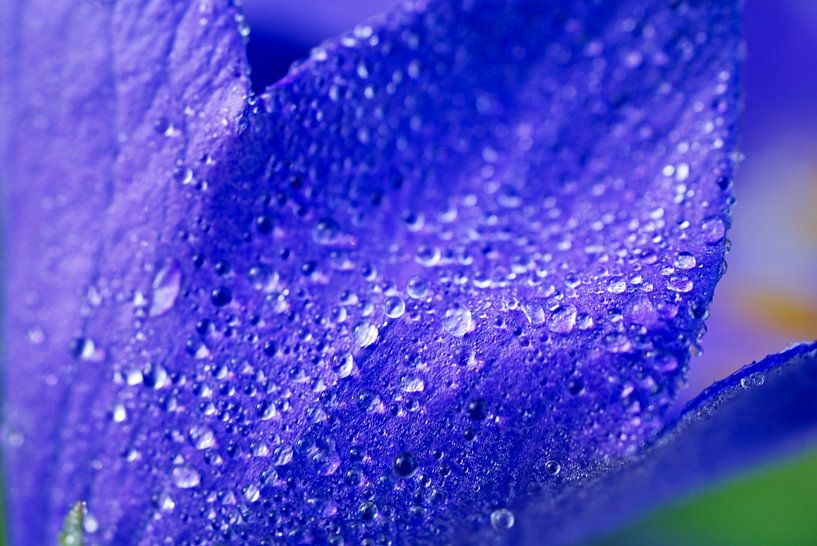 Ballonblume mit Morgentau bedeckt von Iris Holzer Richardson