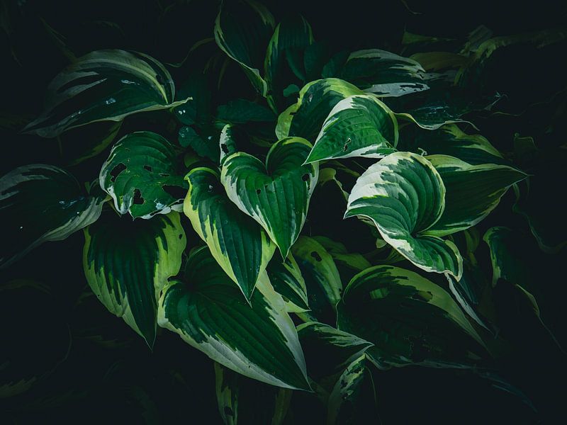 green nature by snippefotografie