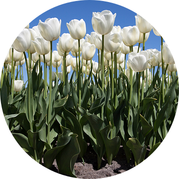 Prachtige witte tulpen voor aan de muur. van Maurice de vries