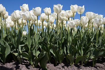 Prachtige witte tulpen voor aan de muur. van Maurice de vries